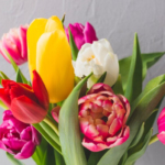 tulipany