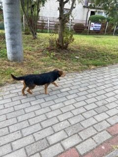 - pies_biskupiec_sierpien_2020__2_.jpg - pies_biskupiec_sierpien_2020__2_.jpg