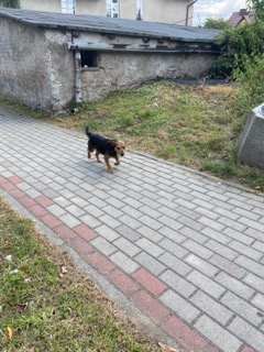 - pies_biskupiec_sierpien_2020__3_.jpg - pies_biskupiec_sierpien_2020__3_.jpg